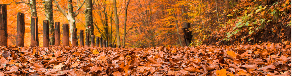 Prepping Your Home for Fall with Ashe County Realty