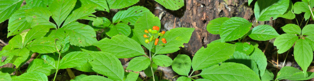 Ashe County's Healing Legacy: Medicinal Plants and Herbs in History