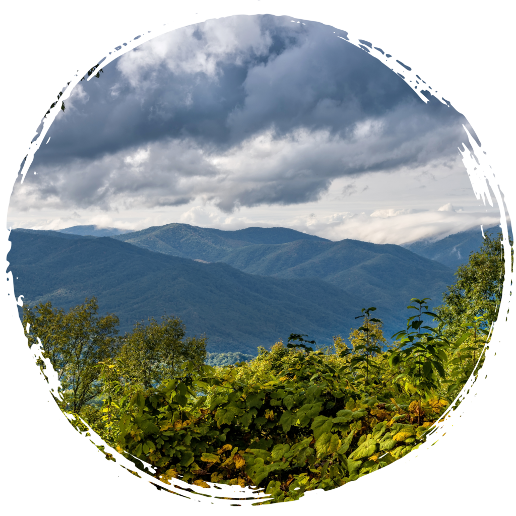 Navigating the Current Real Estate Market: Insights and Trends for Buyers and Sellers in Ashe County