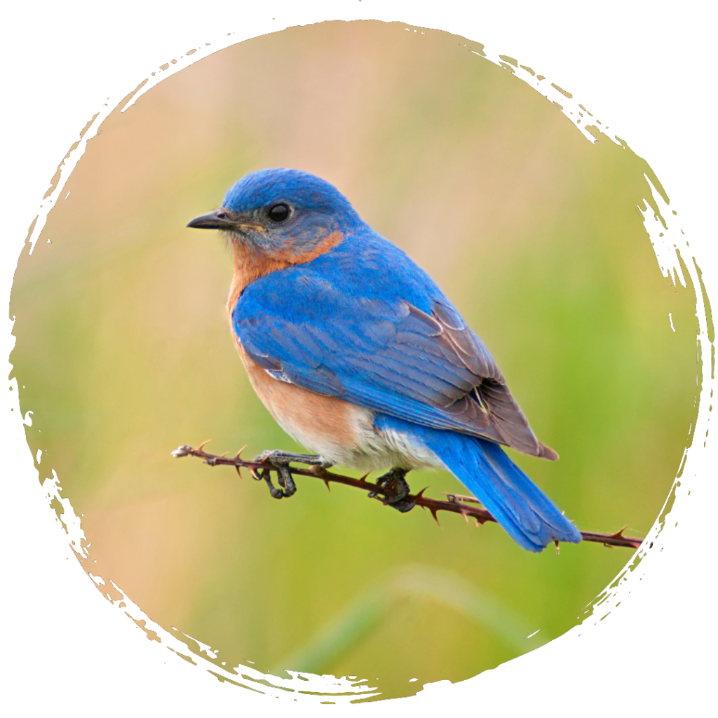 Celebrating National Bird Day With Ashe County Realty